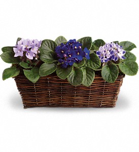 Sweet Violet Trio in Sewell NJ, Lamp Light Florist And Gift