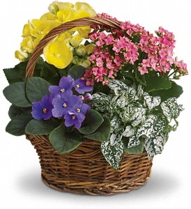 Spring Has Sprung Mixed Basket in Sewell NJ, Lamp Light Florist And Gift