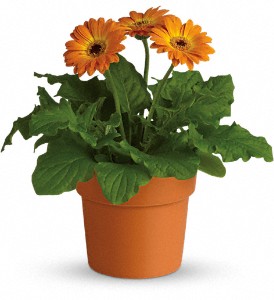 Rainbow Rays Potted Gerbera - Orange in Sewell NJ, Lamp Light Florist And Gift
