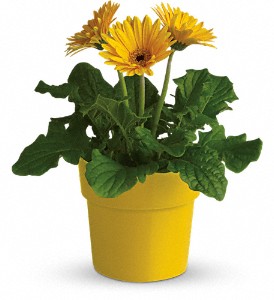 Rainbow Rays Potted Gerbera - Yellow in Sewell NJ, Lamp Light Florist And Gift