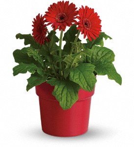Rainbow Rays Potted Gerbera - Red in Sewell NJ, Lamp Light Florist And Gift