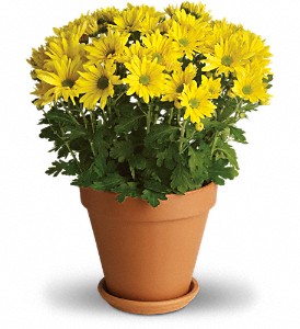 Sweet as a Daisy in Sewell NJ, Lamp Light Florist And Gift
