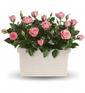 Rose Repose in Sewell NJ, Lamp Light Florist And Gift