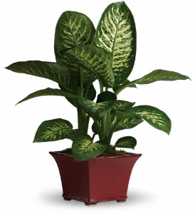 Delightful Dieffenbachia in Sewell NJ, Lamp Light Florist And Gift