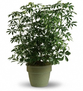 Amazing Arboricola in Sewell NJ, Lamp Light Florist And Gift