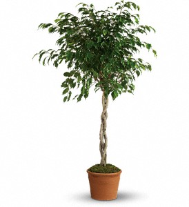Towering Ficus in Sewell NJ, Lamp Light Florist And Gift