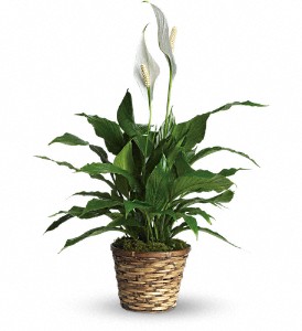 Simply Elegant Spathiphyllum - Small in Sewell NJ, Lamp Light Florist And Gift