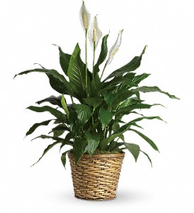 Simply Elegant Spathiphyllum - Medium in Sewell NJ, Lamp Light Florist And Gift