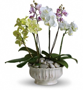 Regal Orchids in Sewell NJ, Lamp Light Florist And Gift