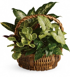 Emerald Garden Basket in Sewell NJ, Lamp Light Florist And Gift