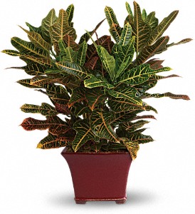 Stately Croton in Sewell NJ, Lamp Light Florist And Gift