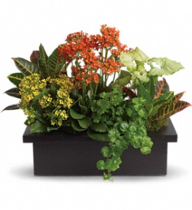 Stylish Plant Assortment in Sewell NJ, Lamp Light Florist And Gift