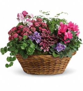 Simply Chic Mixed Plant Basket in Sewell NJ, Lamp Light Florist And Gift