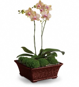 Divine Orchid in Sewell NJ, Lamp Light Florist And Gift