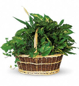 Large Basket Garden in Sewell NJ, Lamp Light Florist And Gift