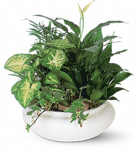 Medium Dish Garden in Sewell NJ, Lamp Light Florist And Gift