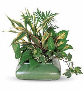 Small Garden Dish in Sewell NJ, Lamp Light Florist And Gift