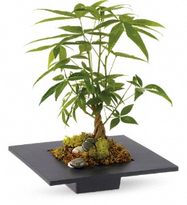 Money Tree in Sewell NJ, Lamp Light Florist And Gift