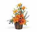 Asiatic Lilies in Sewell NJ Lamp Light Florist And Gift