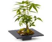 Money Tree in Sewell NJ, Lamp Light Florist And Gift