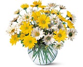 Dashing Daisies in Sewell�NJ, Lamp Light Florist And Gift