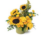 A Pot of Sunflowers in Sewell�NJ, Lamp Light Florist And Gift