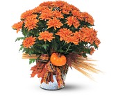 Bronze Cushion Mum Plant in Sewell NJ, Lamp Light Florist And Gift