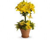 Yellow Fellow in Sewell NJ, Lamp Light Florist And Gift