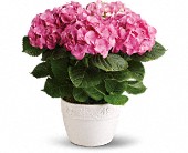 Happy Hydrangea - Pink in Sewell NJ, Lamp Light Florist And Gift