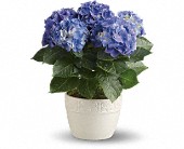 Happy Hydrangea - Blue in Sewell NJ, Lamp Light Florist And Gift