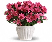 Pretty in Pink Azalea in Sewell NJ, Lamp Light Florist And Gift