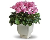 Sunny Cyclamen in Sewell NJ, Lamp Light Florist And Gift