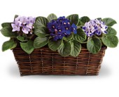 Sweet Violet Trio in Sewell NJ, Lamp Light Florist And Gift