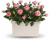Rose Repose in Sewell NJ, Lamp Light Florist And Gift