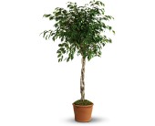 Towering Ficus in Sewell NJ, Lamp Light Florist And Gift