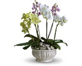 Regal Orchids in Sewell NJ, Lamp Light Florist And Gift