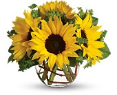 Sunny Sunflowers in Sewell NJ, Lamp Light Florist And Gift
