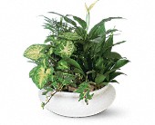 Medium Dish Garden in Sewell, New Jersey, Lamp Light Florist And Gift