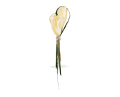 White Freesia Boutonniere in Sewell NJ, Lamp Light Florist And Gift