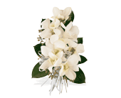 White Dendrobium Corsage in Sewell NJ, Lamp Light Florist And Gift