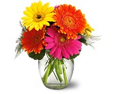 Lamp Light Florist And Gift, Sewell, New Jersey - Teleflora�s Fiesta Gerbera Vase, picture