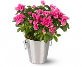 Lamp Light Florist And Gift, Sewell, New Jersey - Adorable Azalea, picture