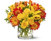 Lamp Light Florist And Gift, Sewell, New Jersey - Summer Samba, picture