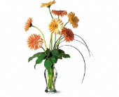 Lamp Light Florist And Gift, Sewell, New Jersey - Grand Gerberas, picture