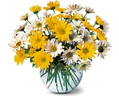 Lamp Light Florist And Gift, Sewell, New Jersey - Dashing Daisies, picture