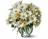 Lamp Light Florist And Gift, Sewell, New Jersey - Daisy Cheer, picture