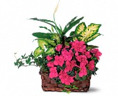 Lamp Light Florist And Gift, Sewell, New Jersey - Azalea Attraction Garden Basket, picture