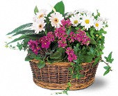 Lamp Light Florist And Gift, Sewell, New Jersey - Traditional European Garden Basket, picture