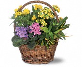 Lamp Light Florist And Gift, Sewell, New Jersey - Petite European Basket, picture
