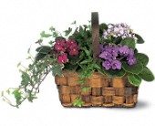 Lamp Light Florist And Gift, Sewell, New Jersey - Mixed African Violet Basket, picture